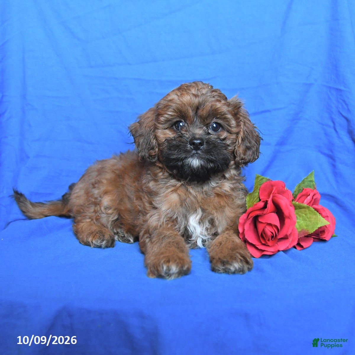 Shihpoo dogs Scout - Ad 2