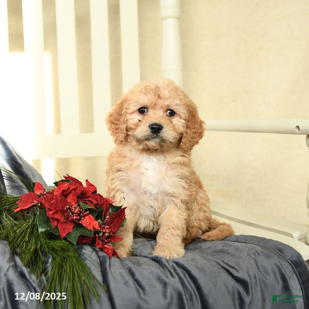 Cavapoo dogs for sale: Lily - Ad 1