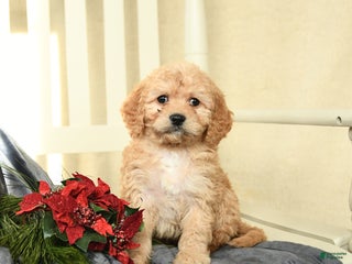 Cavapoo dogs for sale: Lily - Ad 1