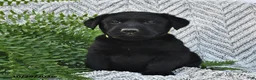 Labrador Retriever dogs for sale: Terry  - Ad 4