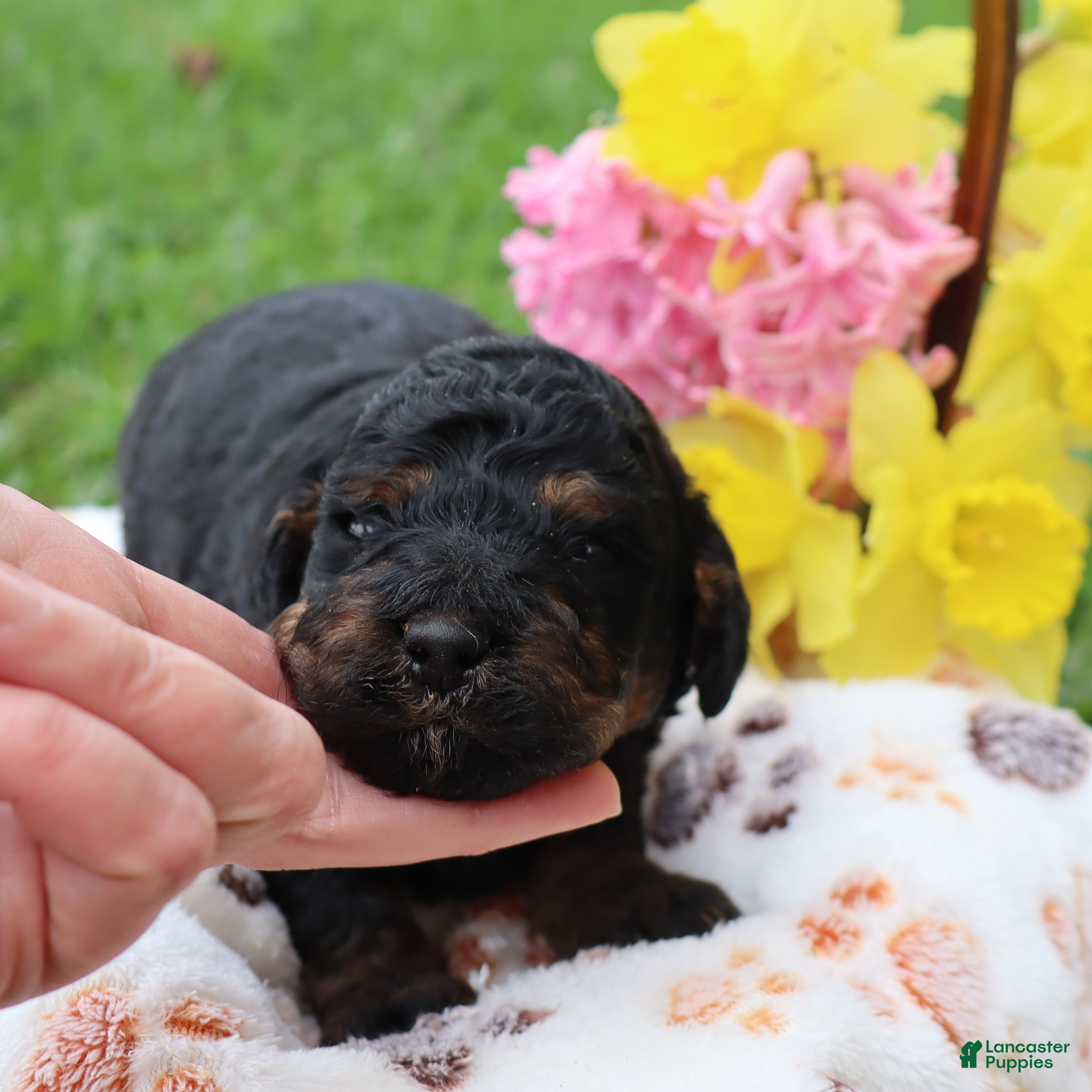 Mini Goldendoodle dogs Dustin - Ad 1