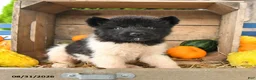 Akita dogs for sale: Nellie - Ad 4