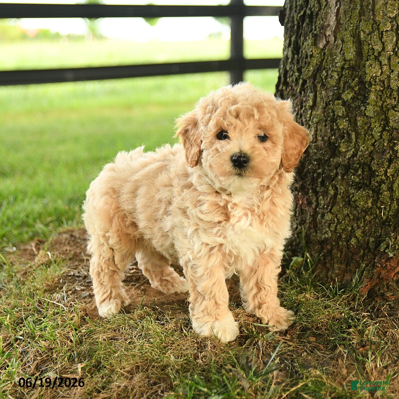 Bichpoo dogs Dominic - Ad 1