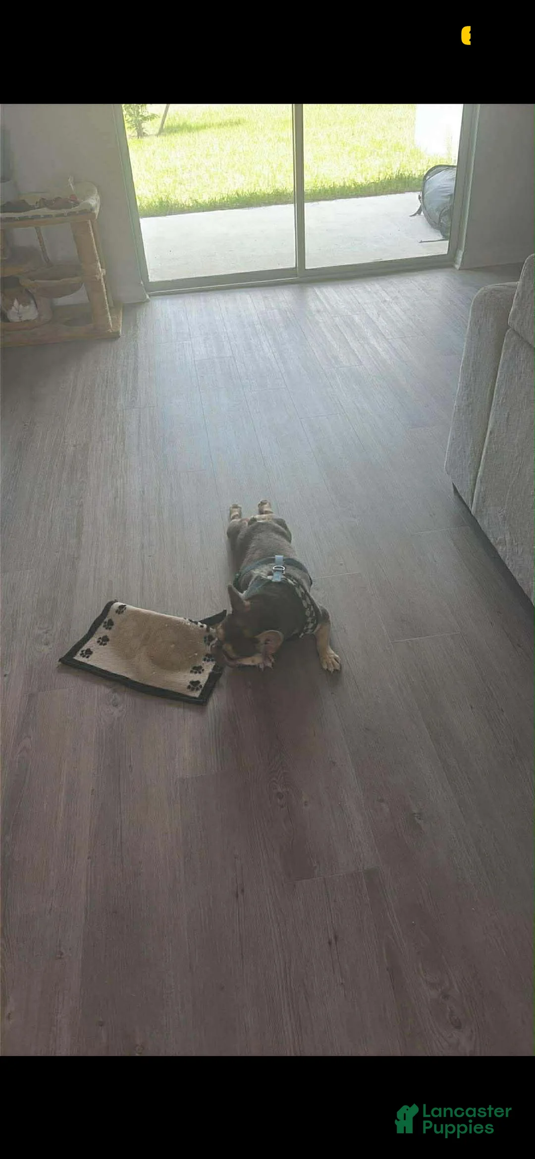 French Bulldog dogs for sale: Chanel French Bulldog  - Ad 2