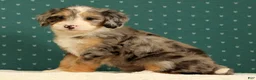 Mini Bernedoodle dogs for sale: Paisley - Ad 8