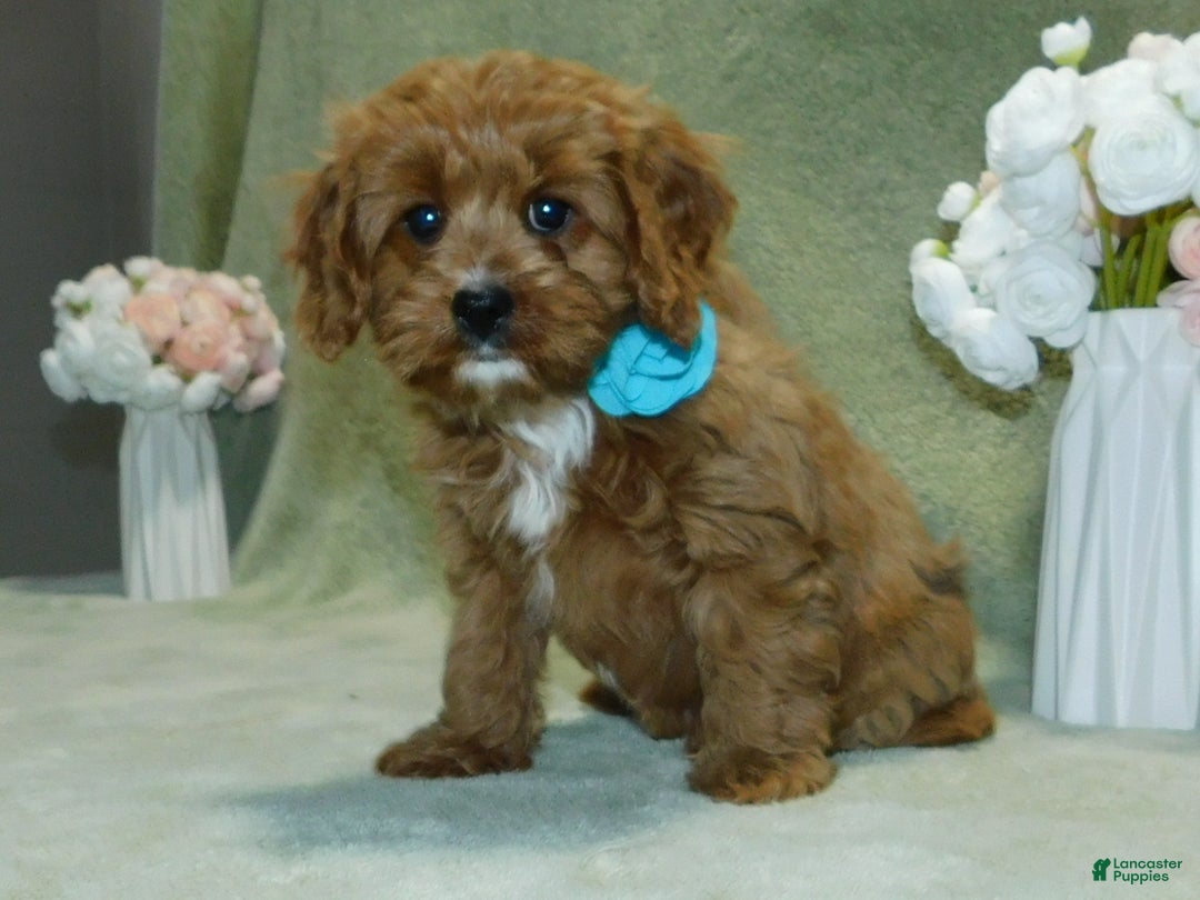 Cavapoo dogs for sale: Beau - Ad 8