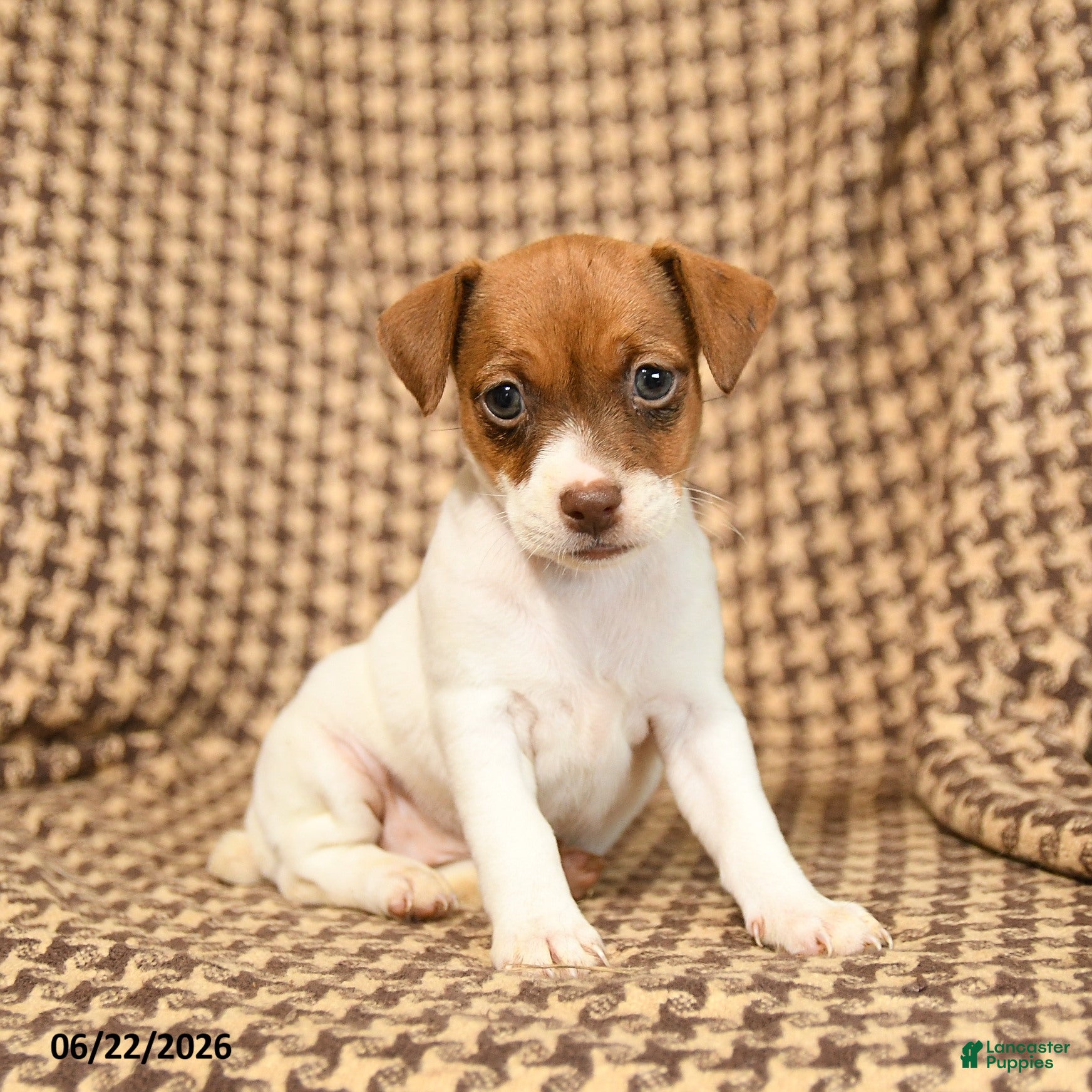 Jack Russell Terrier dogs Bubble  - Ad 1