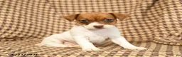 Jack Russell Terrier dogs for sale: Bubble  - Ad 1