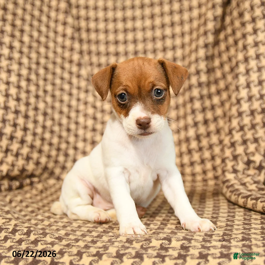 Jack Russell Terrier dogs for sale: Bubble  - Ad 1
