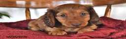 Miniature Dachshund dogs for sale: Rocket - Ad 4