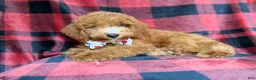 Cockapoo dogs for sale: Peter - Ad 6