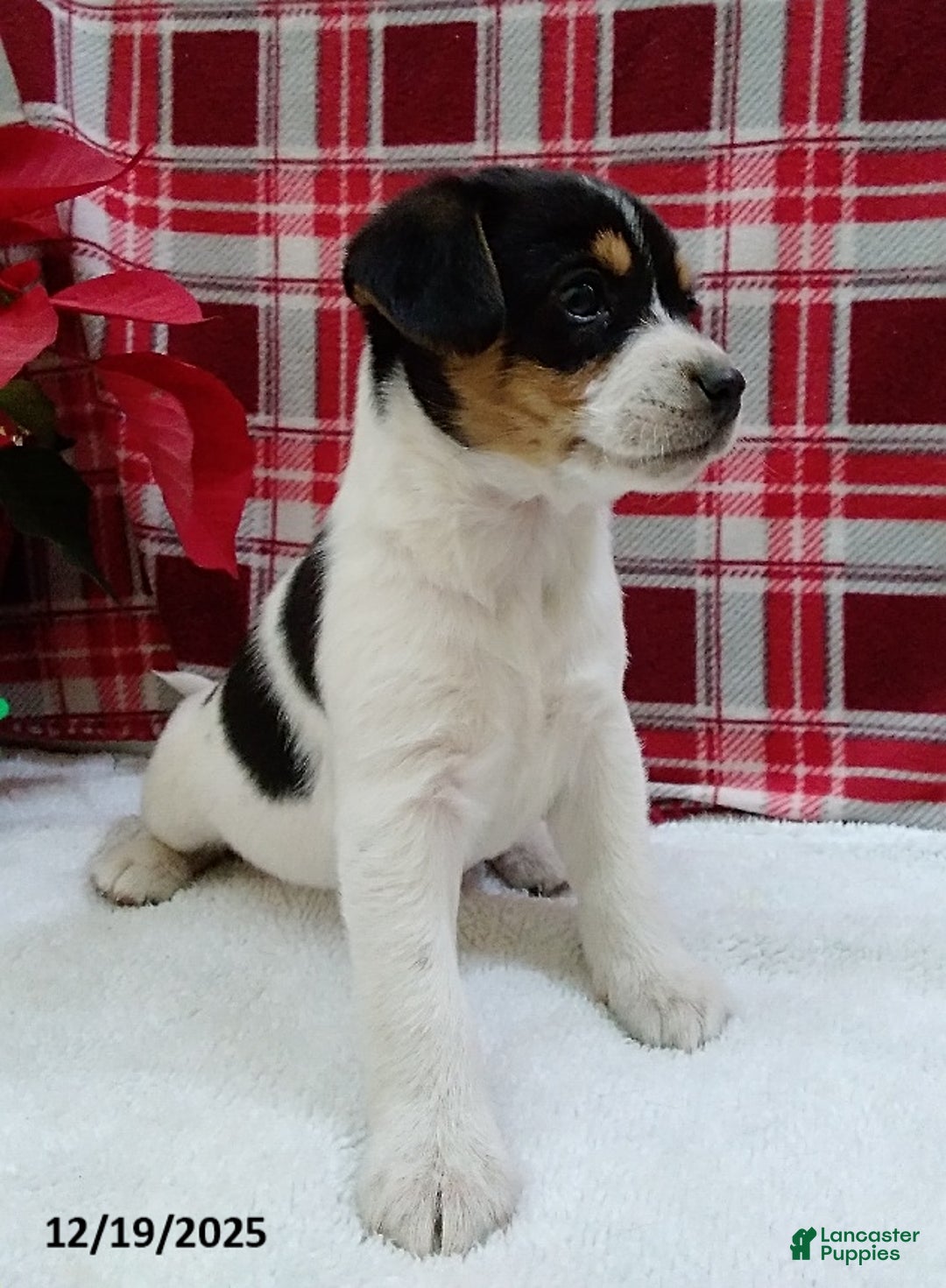Mixed Breed dogs for sale: Twila - Ad 4