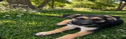 German Shepherd dogs for sale: Bean - Ad 3