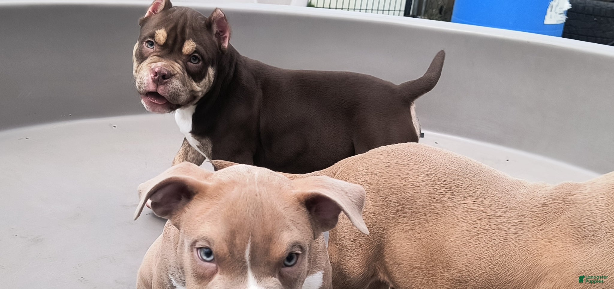 American Bully dogs American Bully Puppy 2 - Ad 2