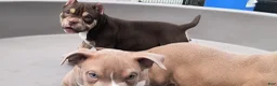 American Bully dogs for sale: American Bully Puppy 2 - Ad 2