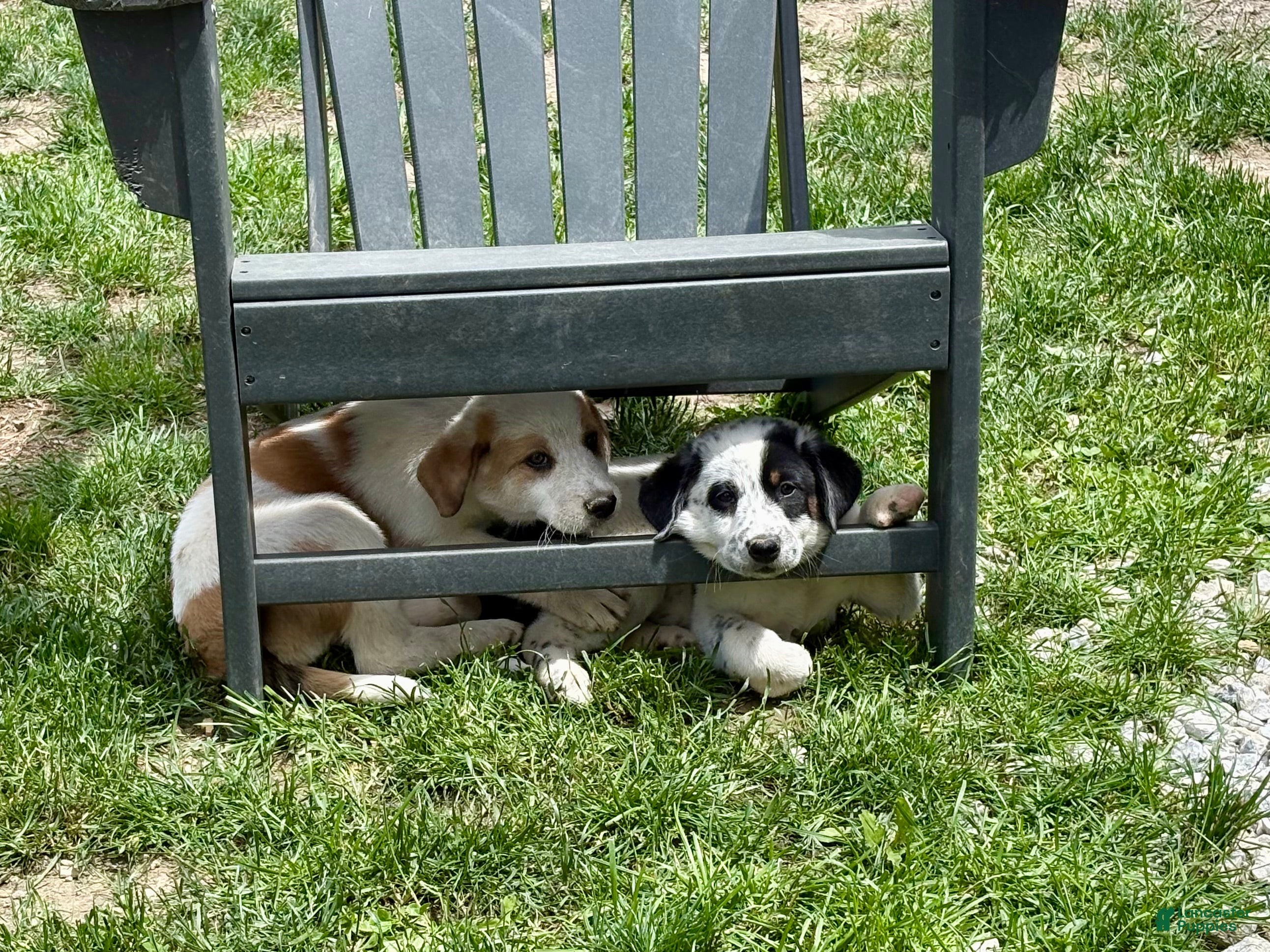 Mixed Breed dogs Ruby-Rose - Ad 2