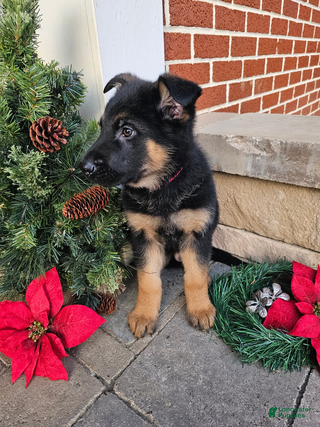 German Shepherd dogs for sale: Hunter - Ad 3