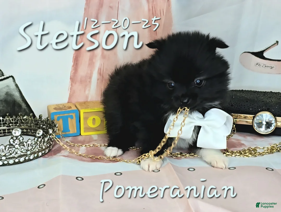 Pomeranian dogs for sale: Pomeranian Puppy 3 - Ad 5