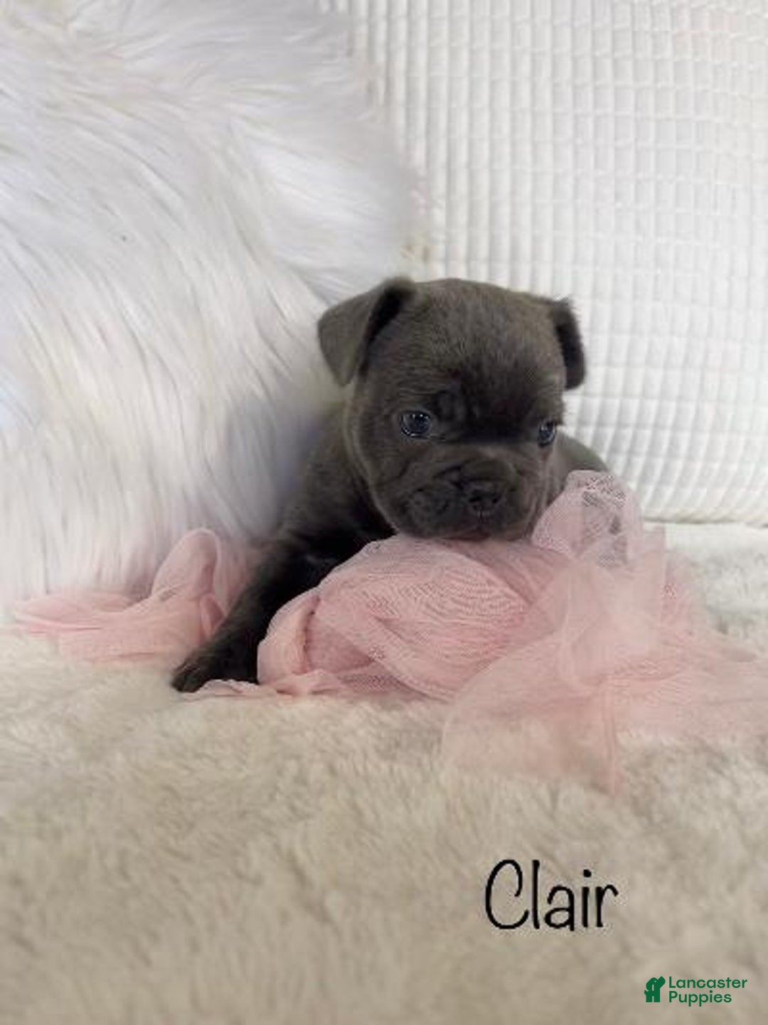 Mixed Breed dogs for sale: Clair - Ad 7