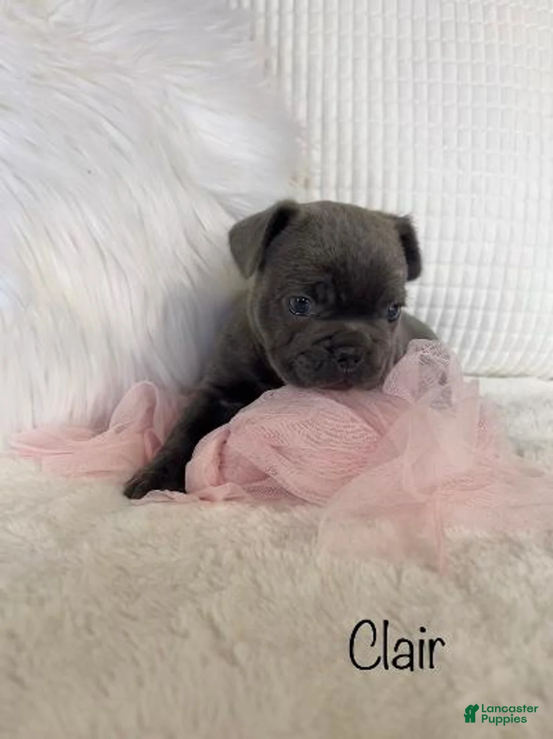 Mixed Breed dogs for sale: Clair - Ad 7