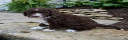 Mixed Breed dogs for sale: Flare - Ad 3
