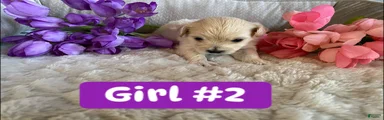 Mixed Breed Puppy 2