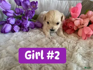 Mixed Breed dogs Mixed Breed Puppy 2 - Ad 24