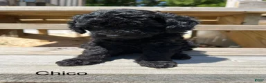Chico