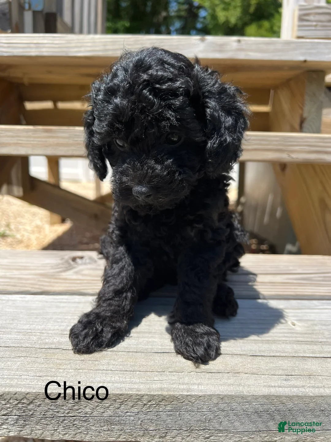 Miniature Poodle dogs for sale: Chico - Ad 1