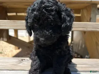 Miniature Poodle dogs for sale: Chico - Ad 1