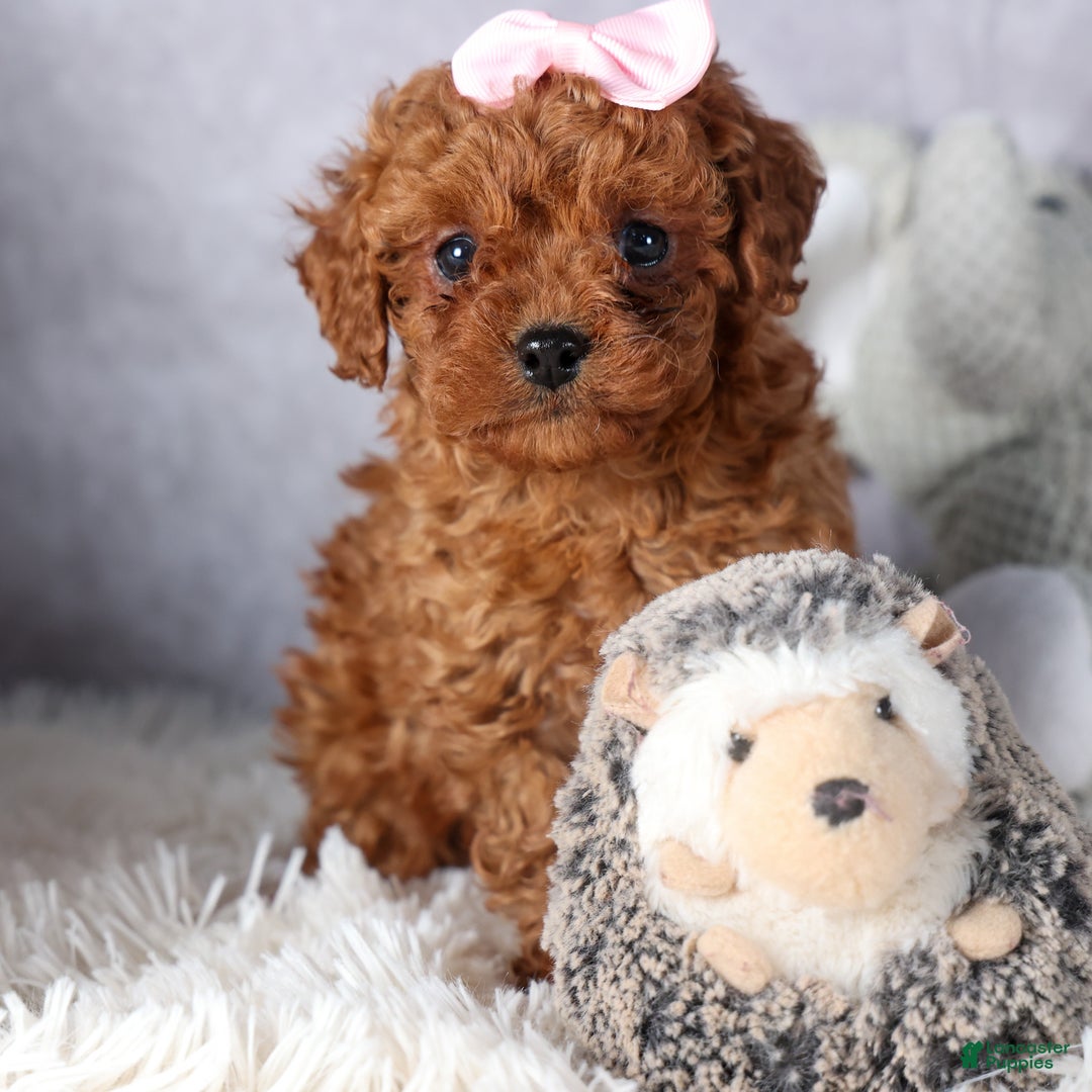 Cavapoo dogs for sale: OMA - Ad 8