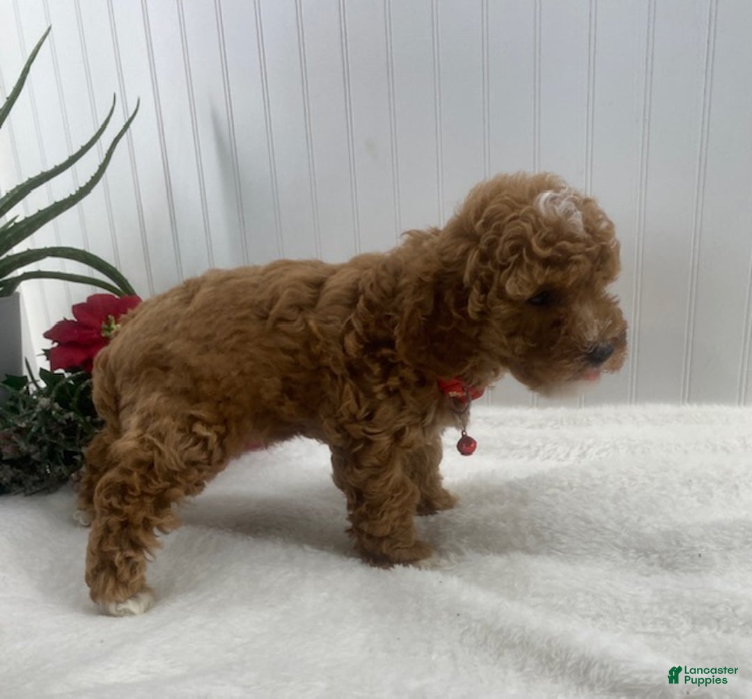 Toy Poodle dogs for sale: Conrad - Ad 4