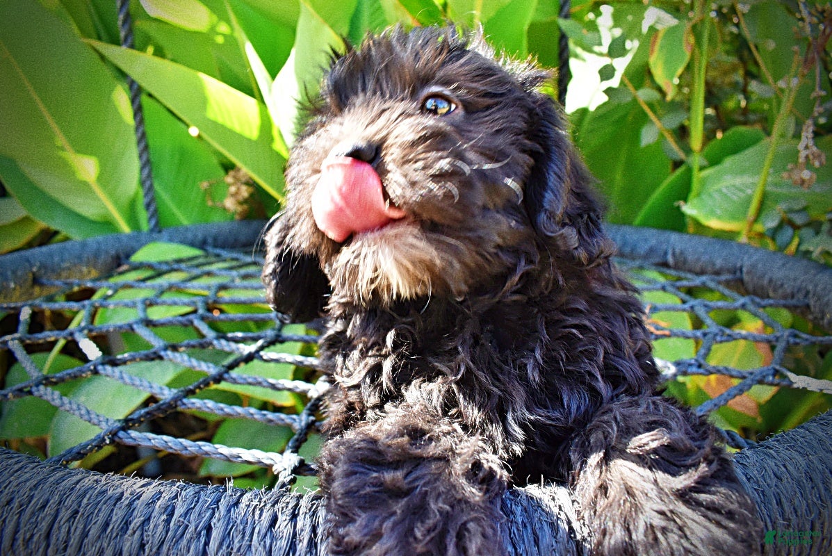 Havapoo dogs Isabella - Ad 2