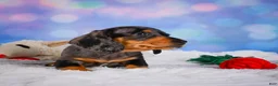 Miniature Dachshund dogs for sale: Rolex - Ad 2