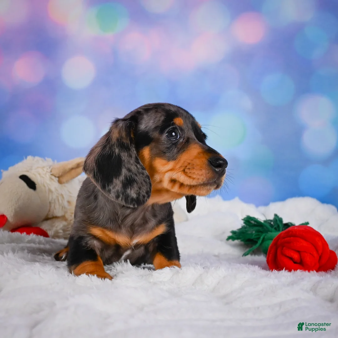 Miniature Dachshund dogs for sale: Rolex - Ad 2