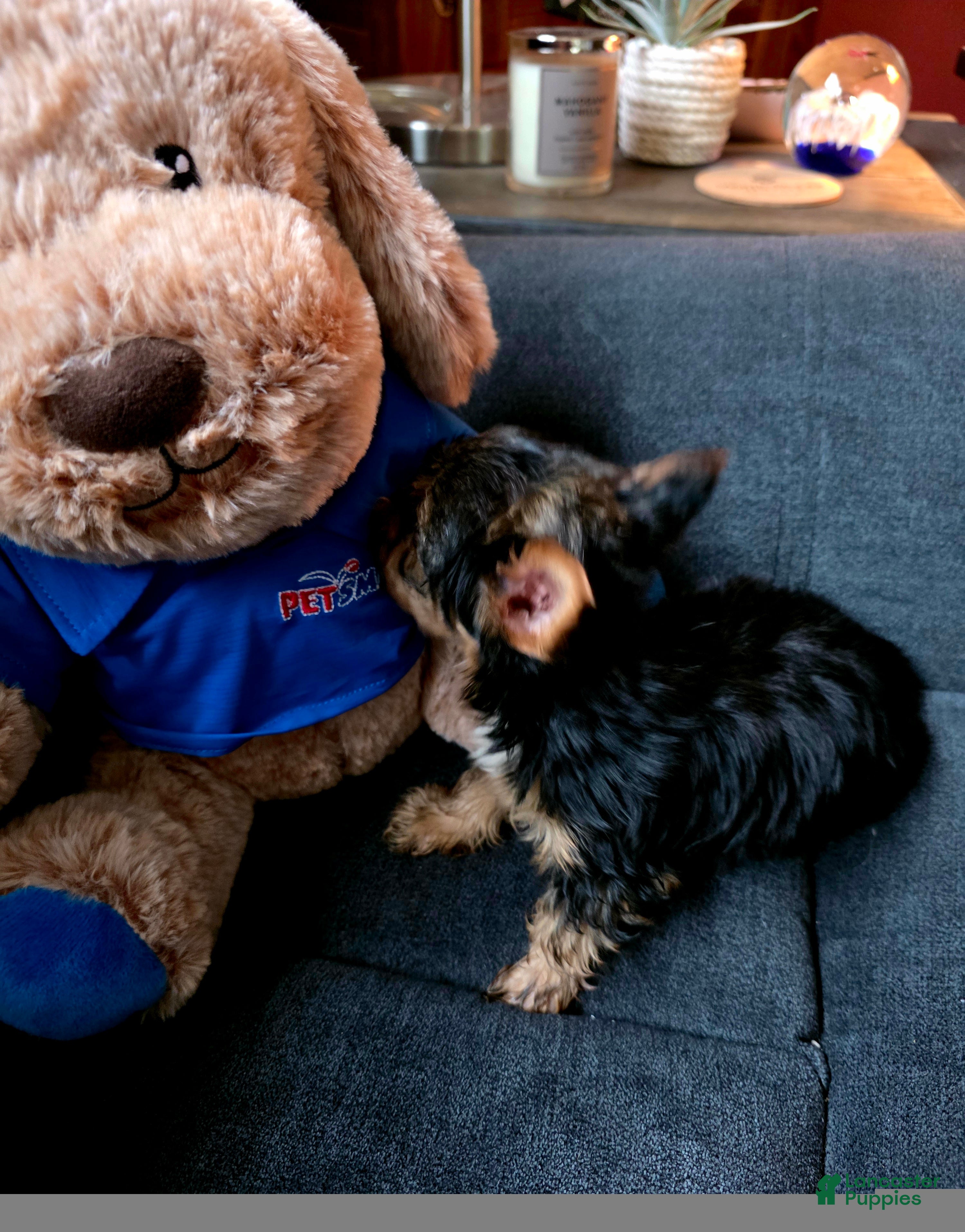 Yorkshire Terrier dogs AKC MIDNIGHT (Teacup) - Ad 2
