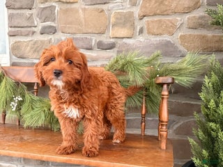 Mini Goldendoodle dogs POTTY TRAINED MINI GOLDENDOODLE - Ad 27