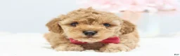 Toy Poodle dogs for sale: Casey - Ad 4