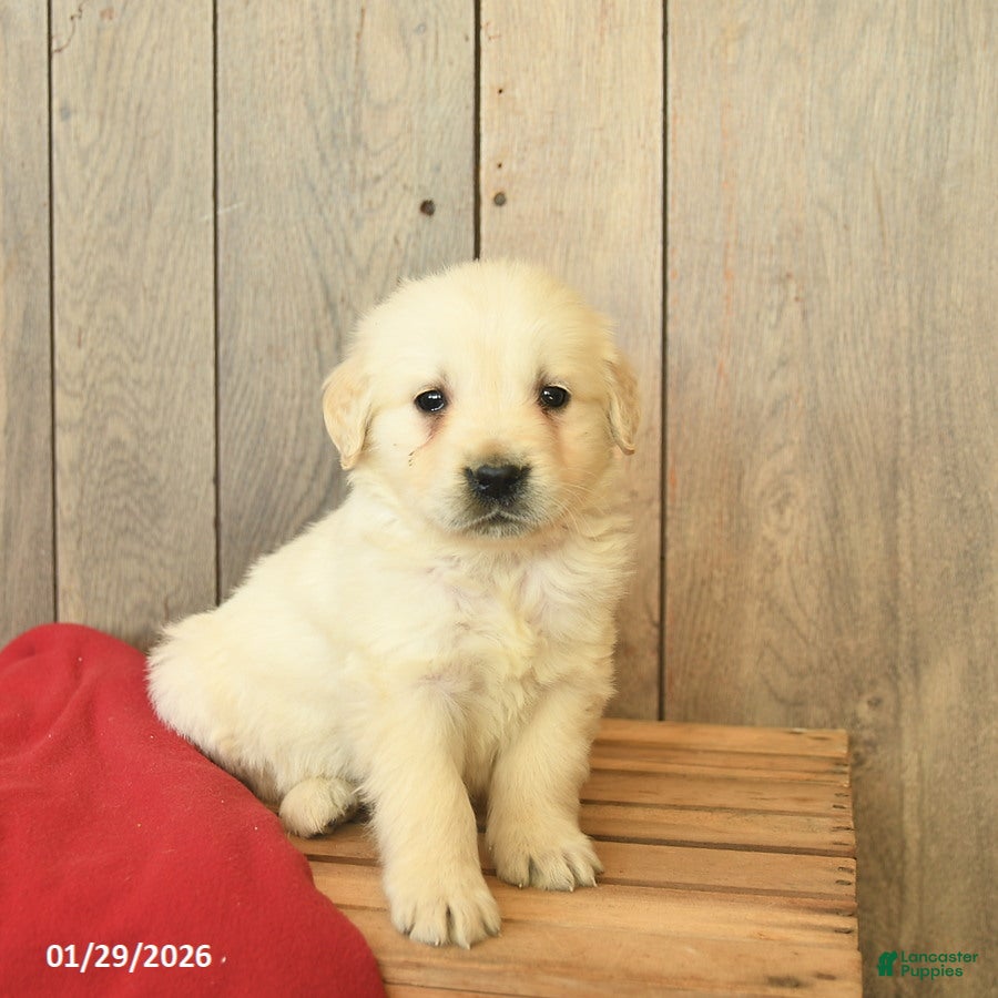 Golden Retriever dogs Gage  - Ad 2