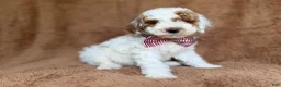 Miniature Poodle dogs for sale: Pierce - Ad 3
