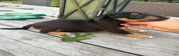 Miniature Bull Terrier dogs for sale: Ariel  - Ad 9