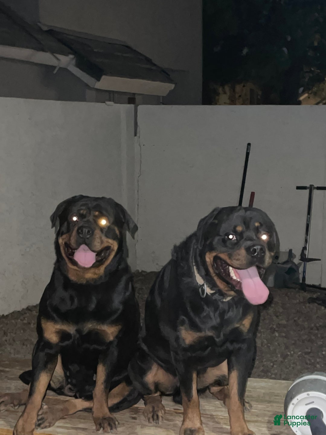 Rottweiler dogs for sale: 5th Pick Female - Ad 7