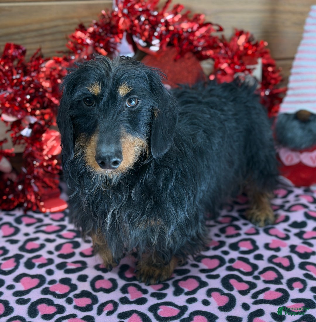 Dachshund dogs for sale: River - Ad 4