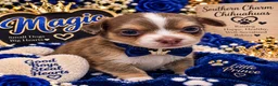 Chihuahua dogs for sale: Midnight-Chocolate  - Ad 21