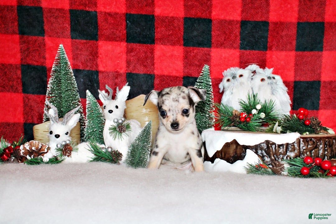 Chihuahua dogs for sale: Rainbow - Ad 1