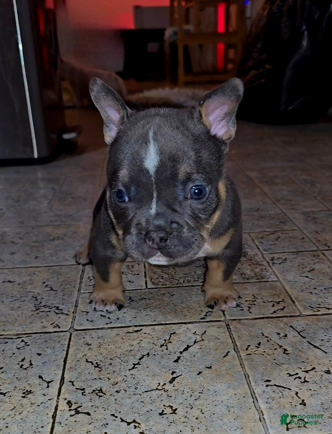 American Bully dogs for sale: American Bully Puppy 1 - Ad 10