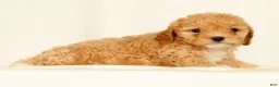 Cavapoo dogs for sale: Honey - Ad 8