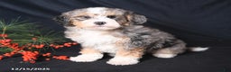 Bernedoodle dogs for sale: Carol  - Ad 3