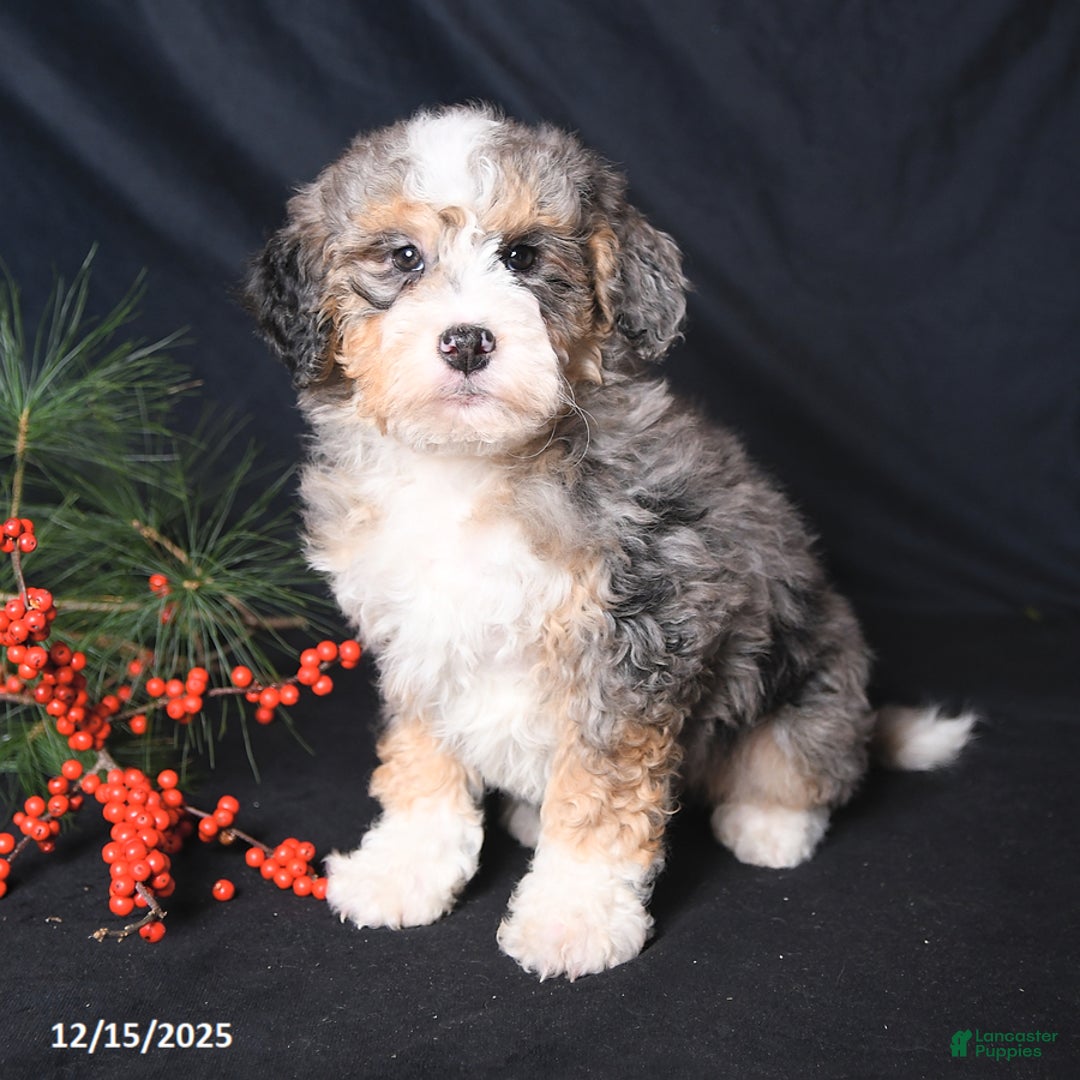 Bernedoodle dogs for sale: Carol  - Ad 3