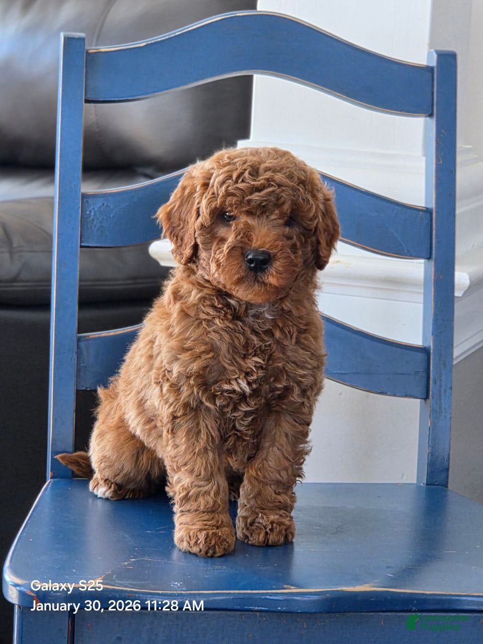 Mini Goldendoodle dogs Ginger  - Ad 2